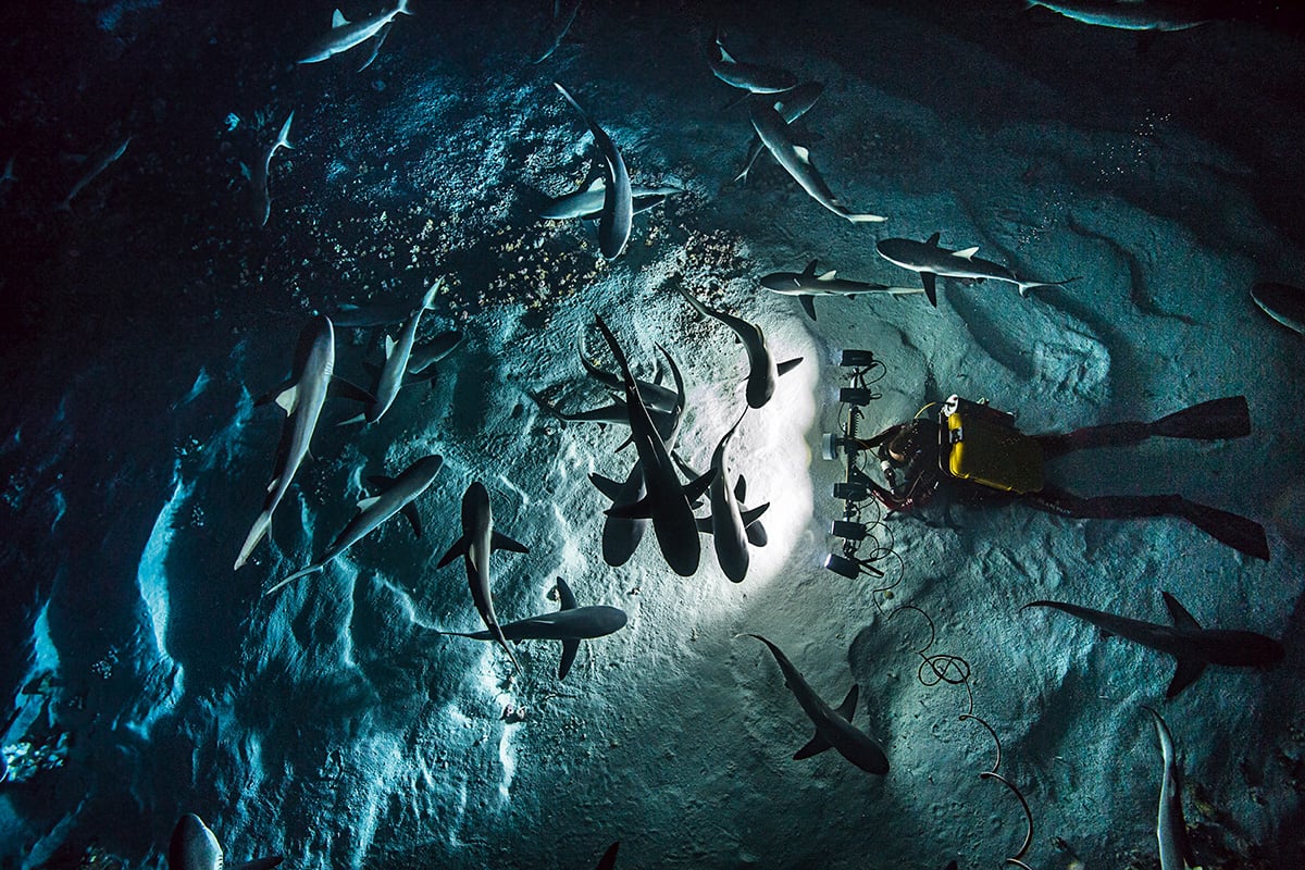 Blancpain: Blancpain-Ocean-commitment-BOC_PADI - Global Shark & Ray Census