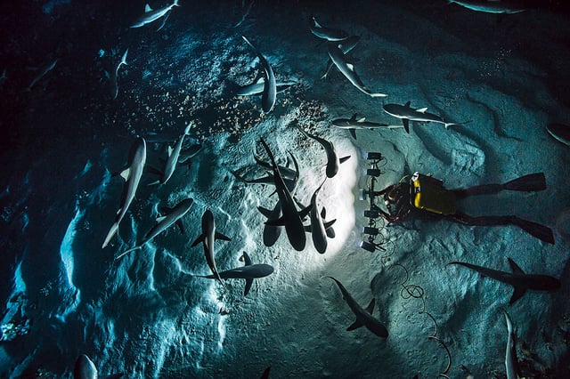 Blancpain: Blancpain-Ocean-commitment-BOC_PADI - Global Shark & Ray Census